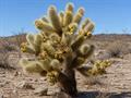 معرفی و نگهداری کاکتوس چولا تدی‌بیر (Cylindropuntia bigelovii)